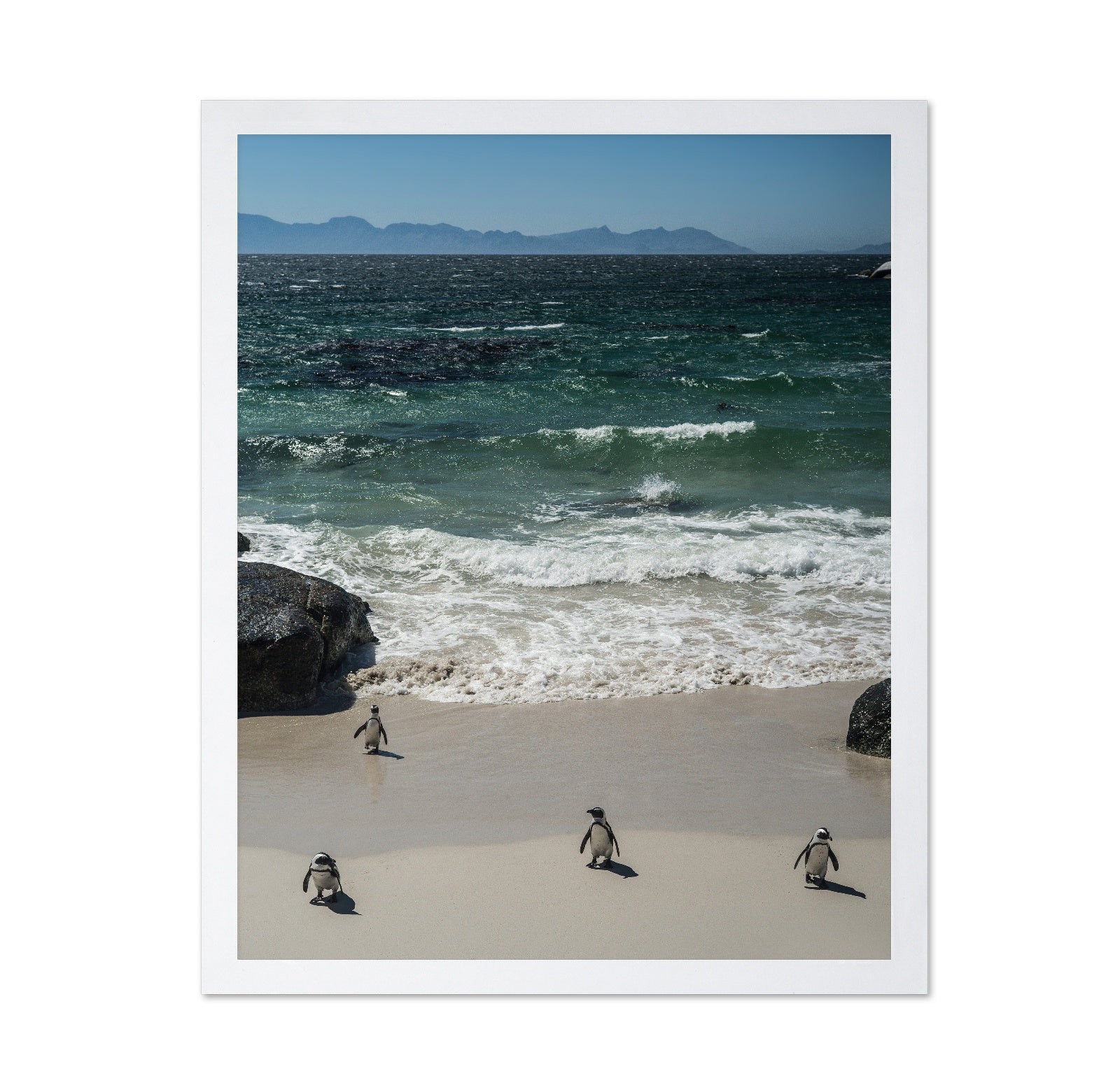 Penguins Beach Walk