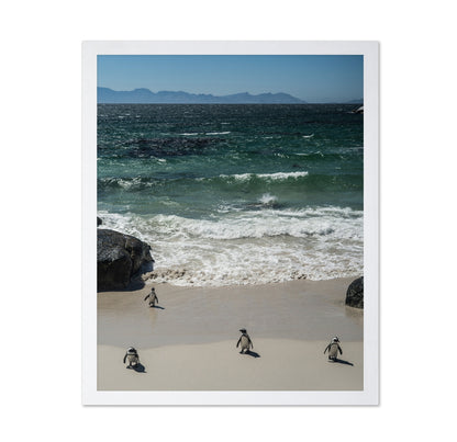 Penguins Beach Walk