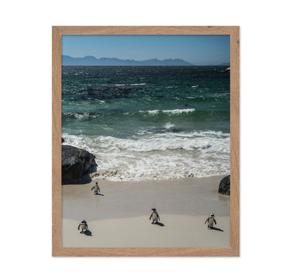 Penguins Beach Walk