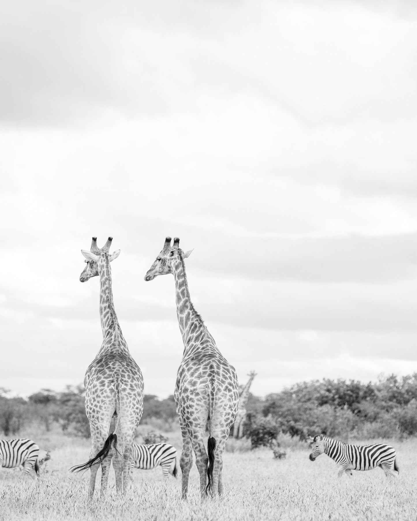 Giraffes In Savanna