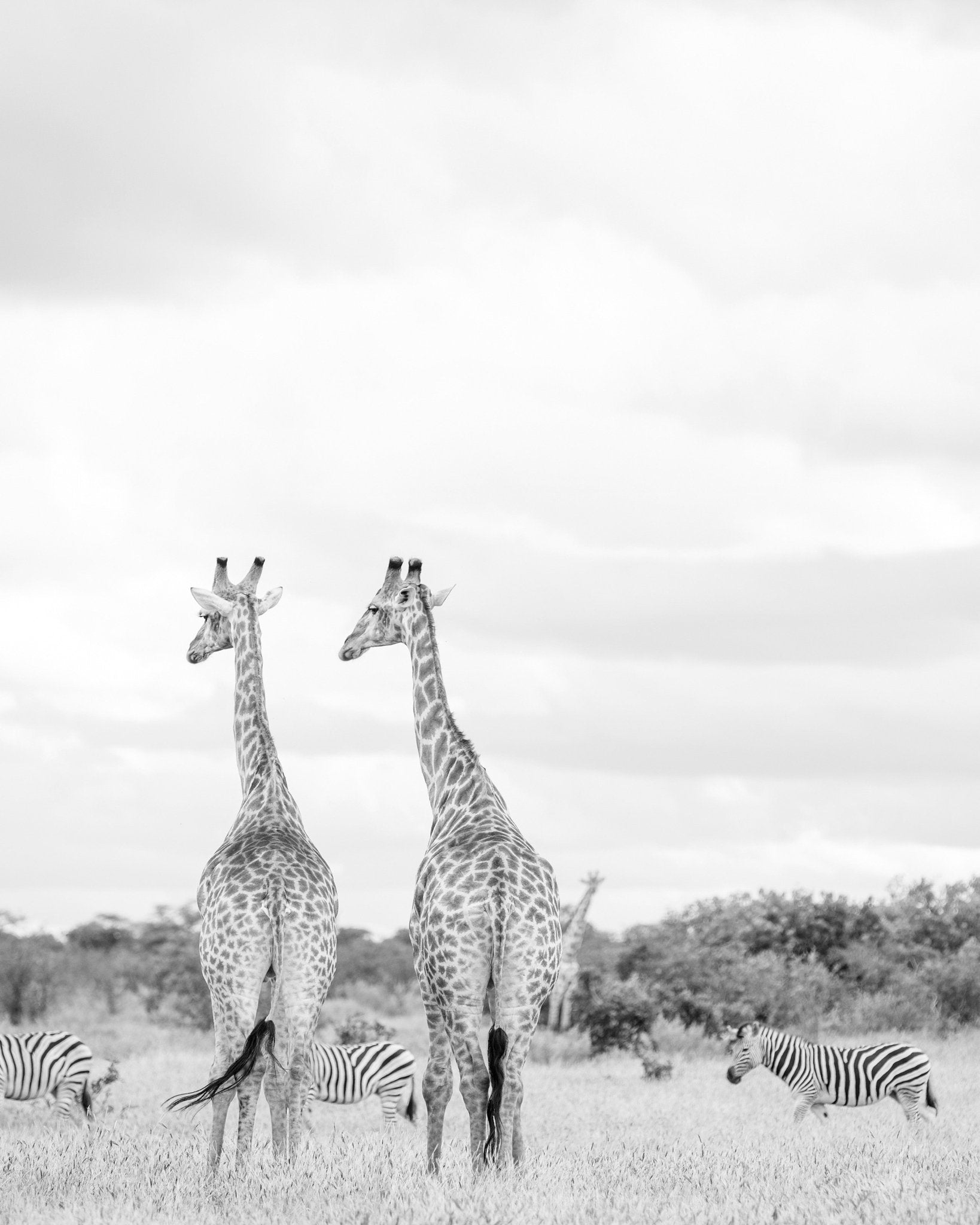 Giraffes In Savanna