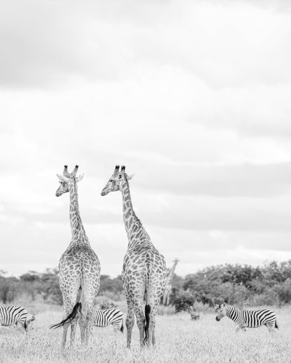 Giraffes In Savanna
