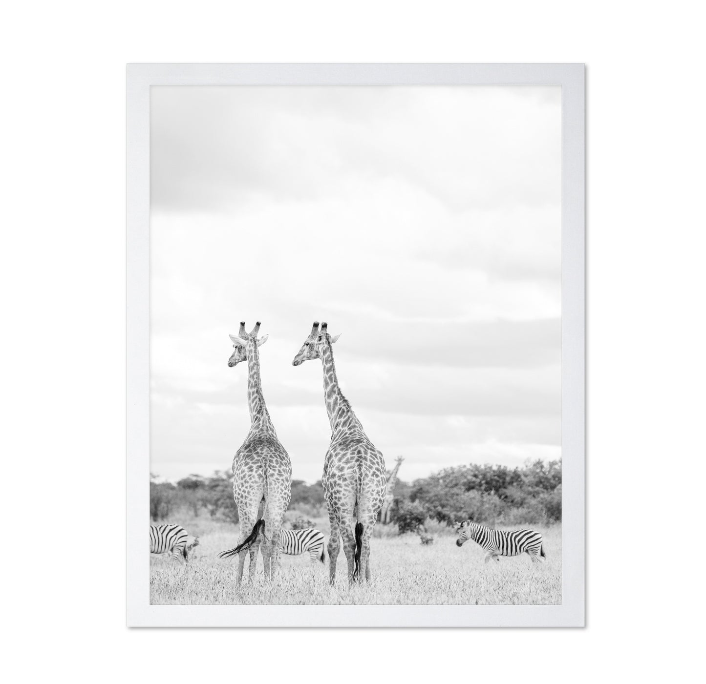 Giraffes In Savanna