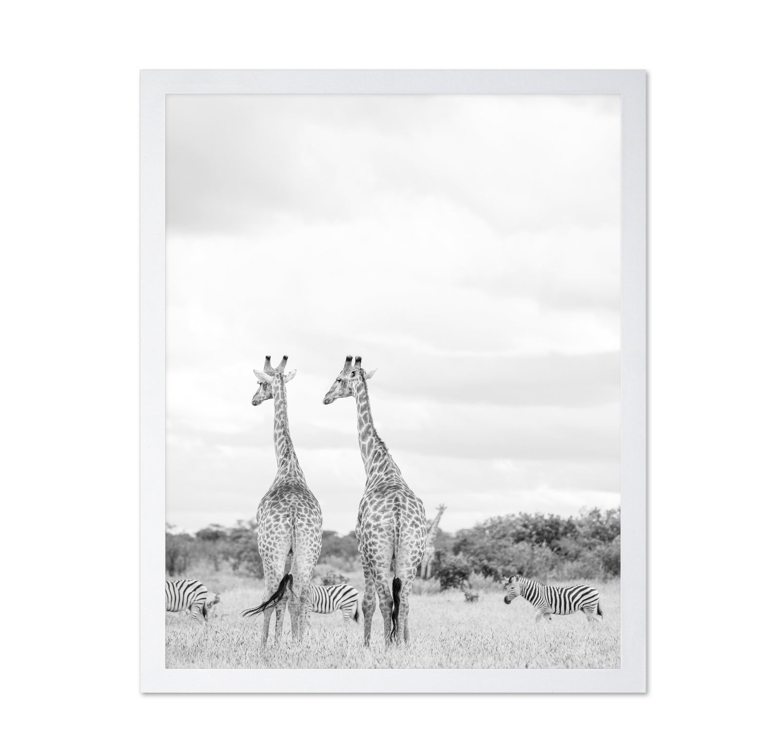 Giraffes In Savanna