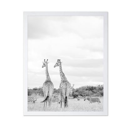 Giraffes In Savanna
