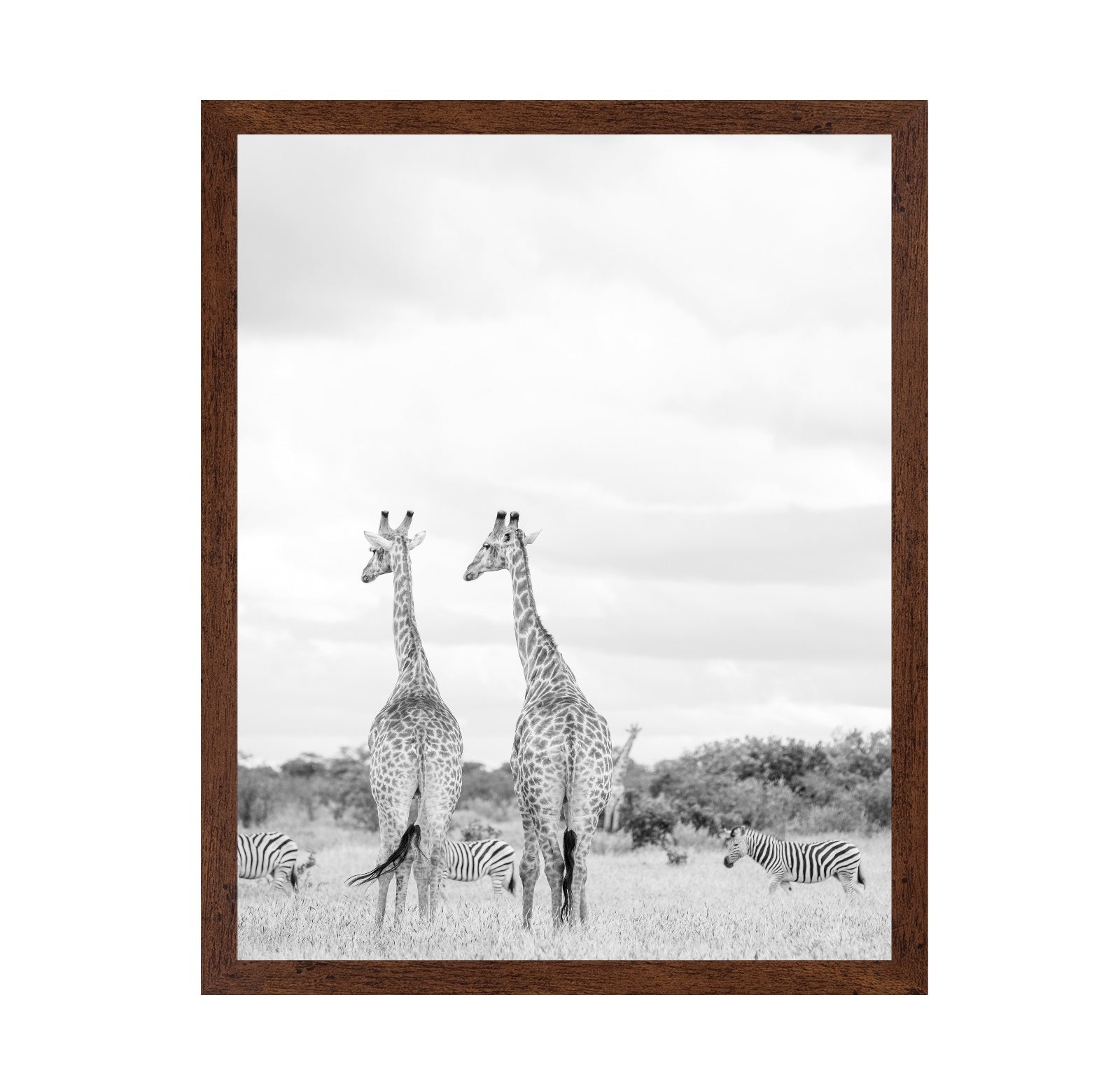 Giraffes In Savanna