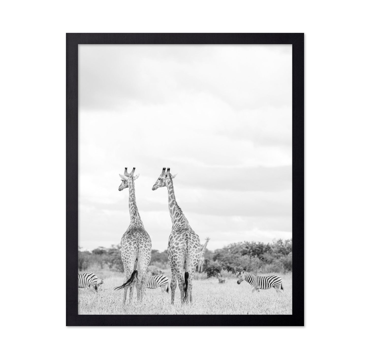 Giraffes In Savanna