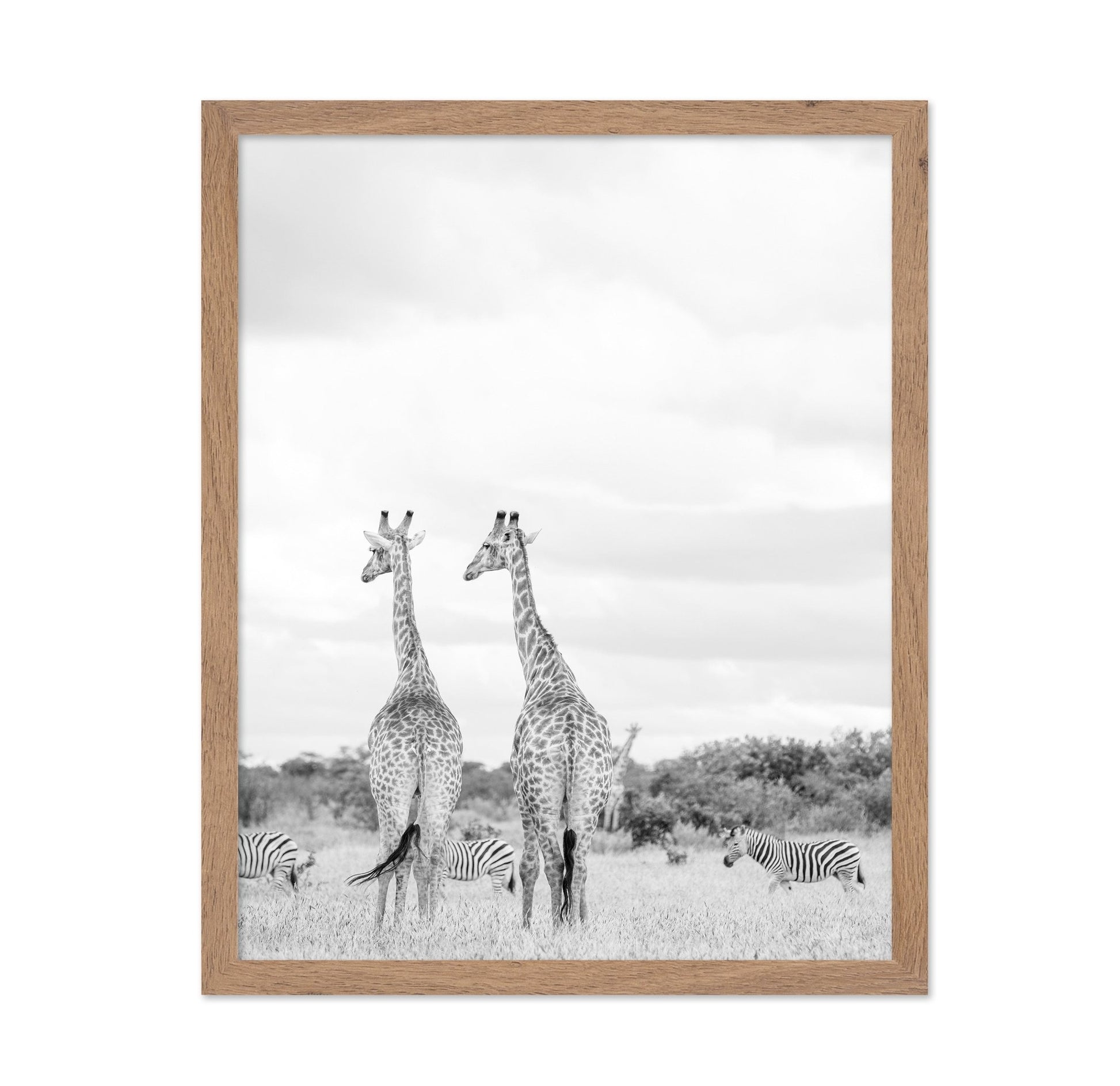 Giraffes In Savanna