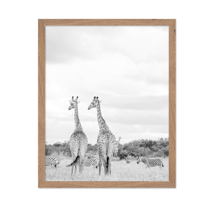 Giraffes In Savanna