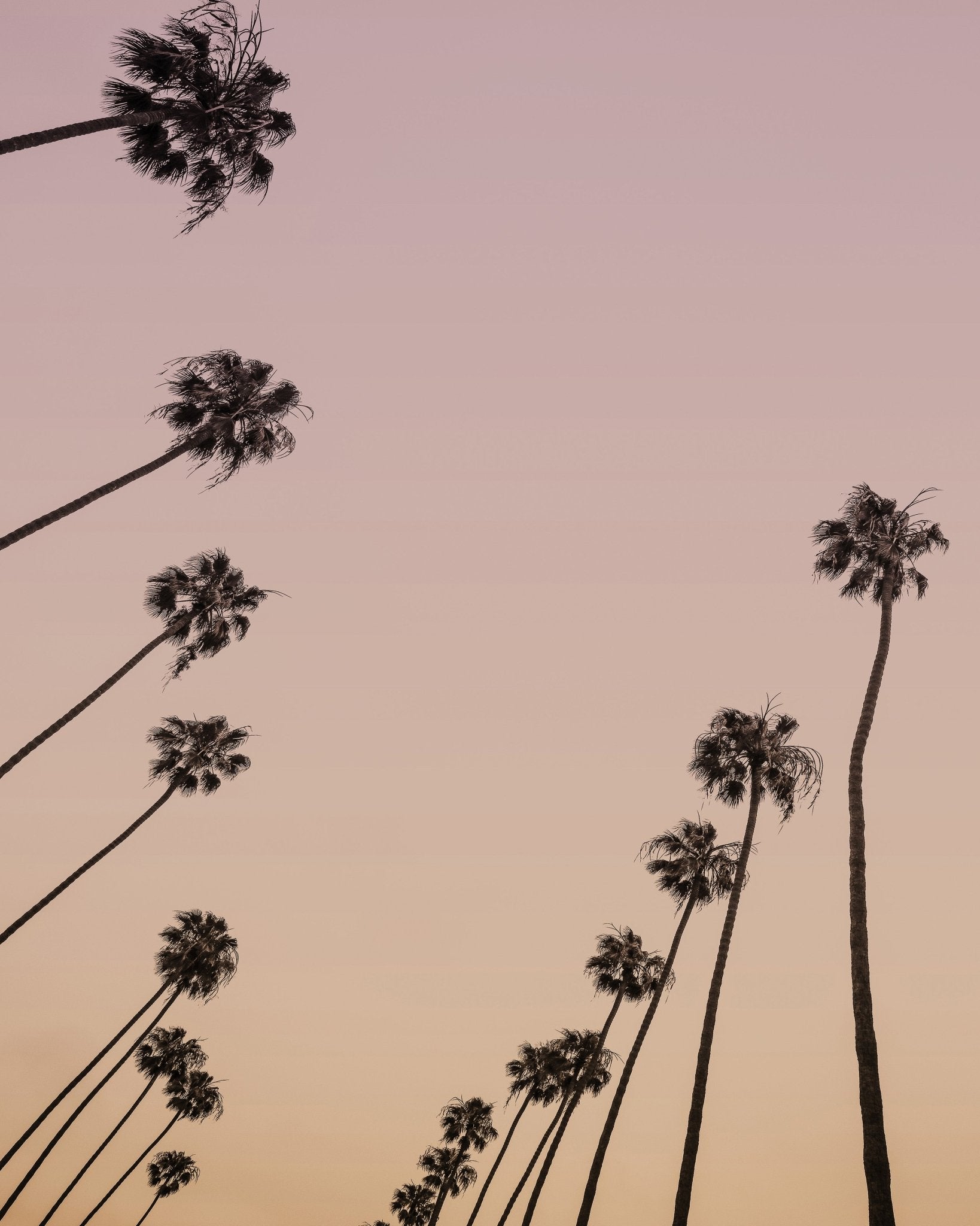 Sunset Palm Silhouettes