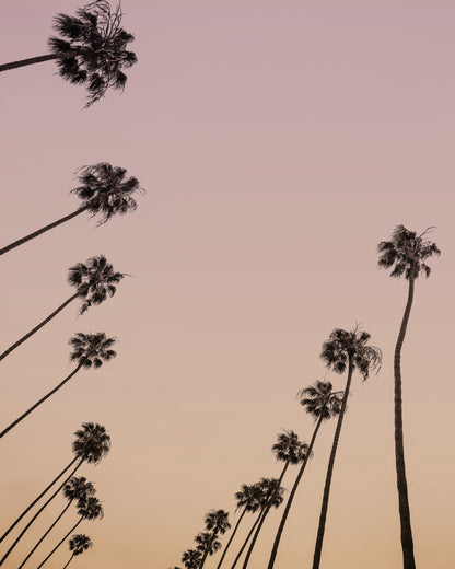 Sunset Palm Silhouettes