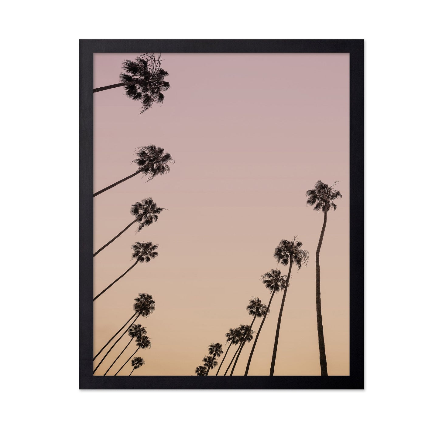 Sunset Palm Silhouettes