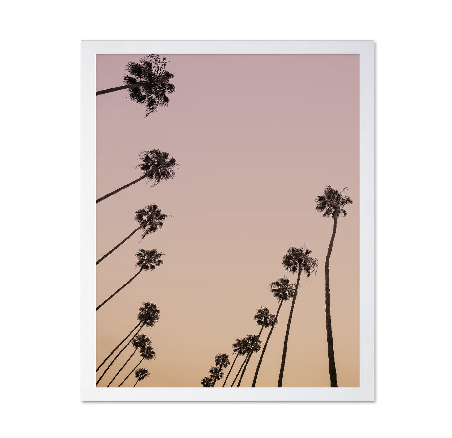 Sunset Palm Silhouettes