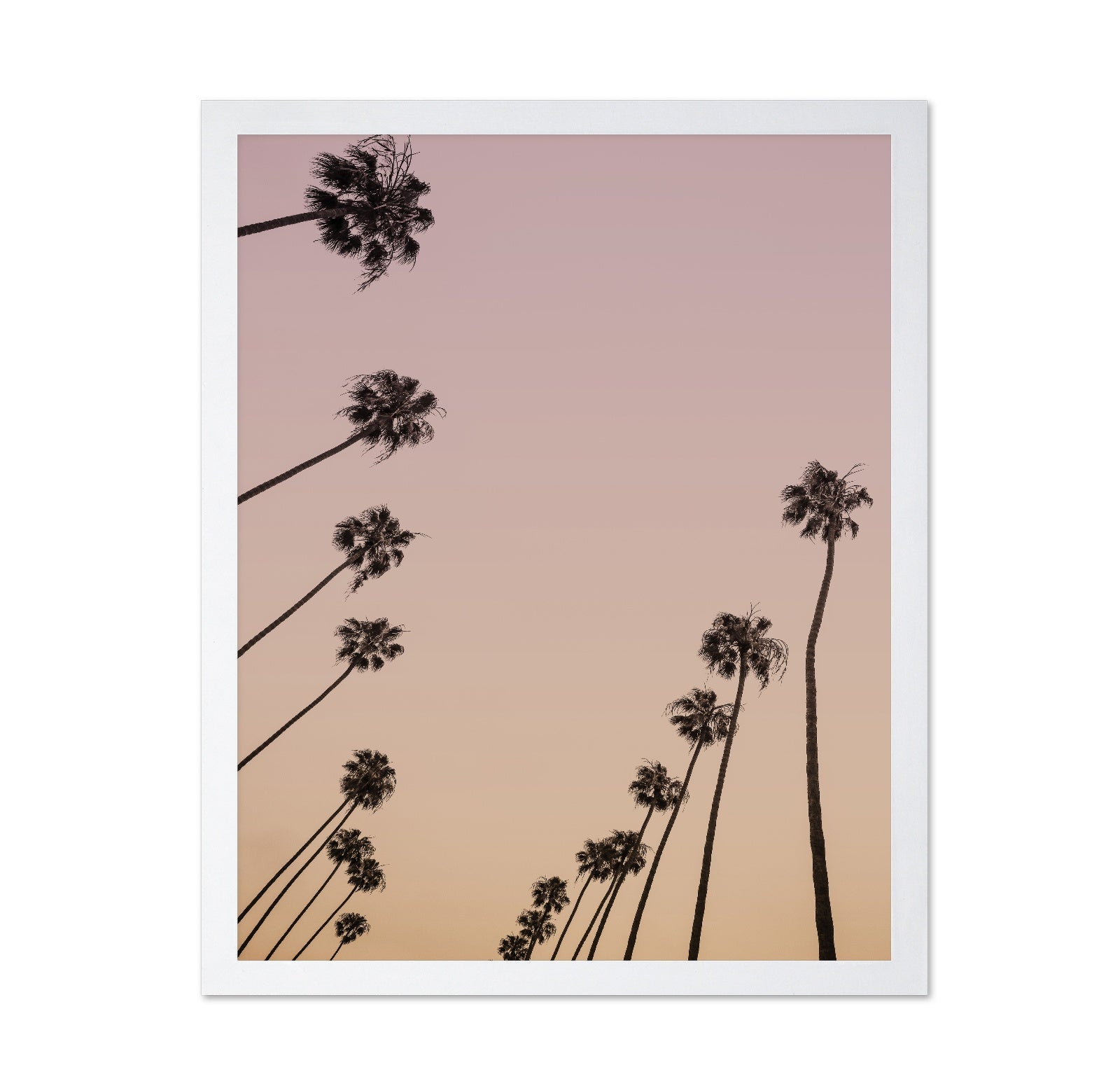 Sunset Palm Silhouettes
