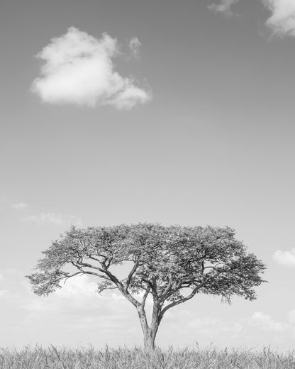 Lone Tree Horizon No4
