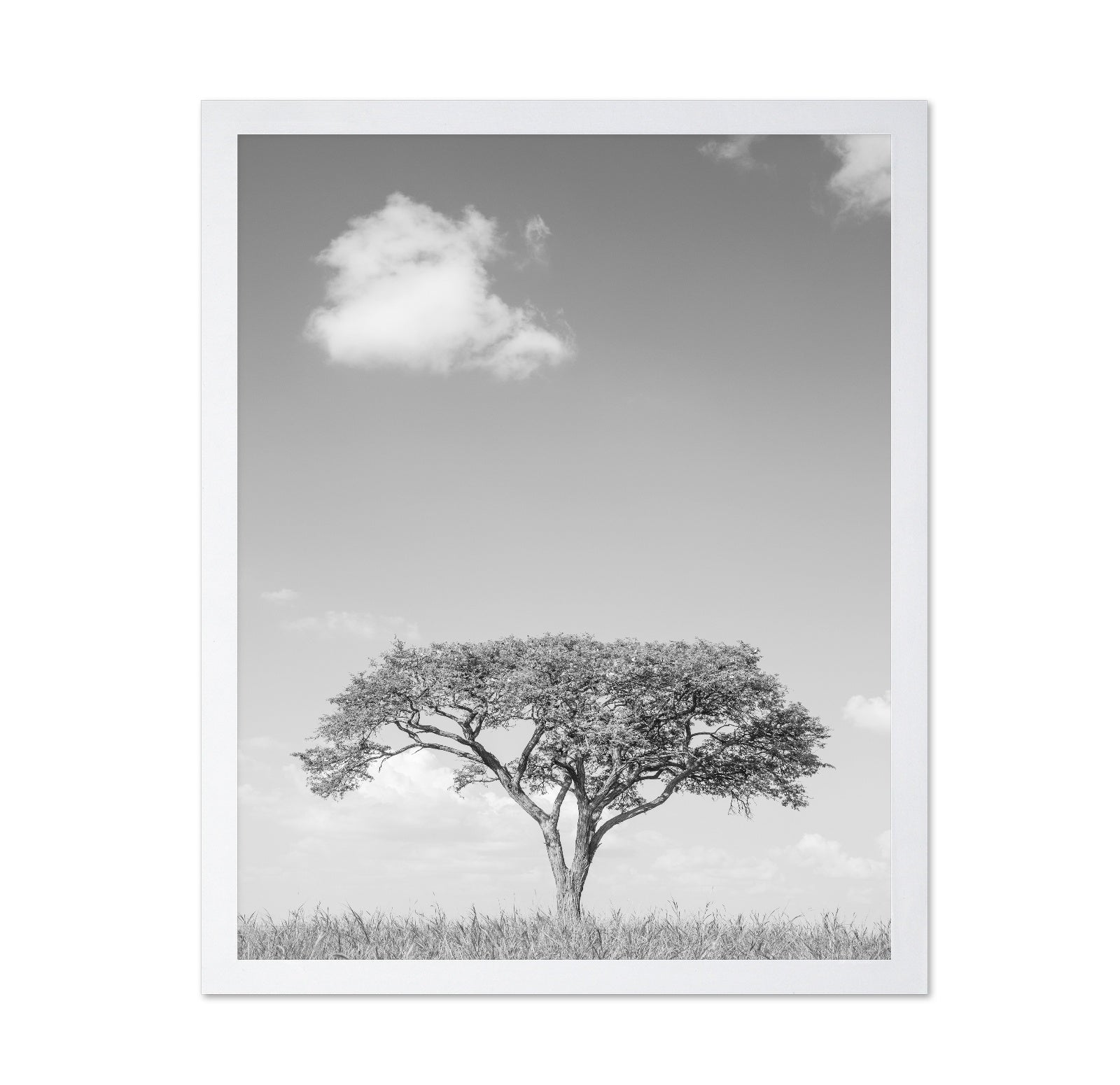 Lone Tree Horizon No4