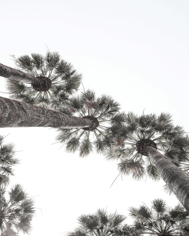 Palm Sky View No3