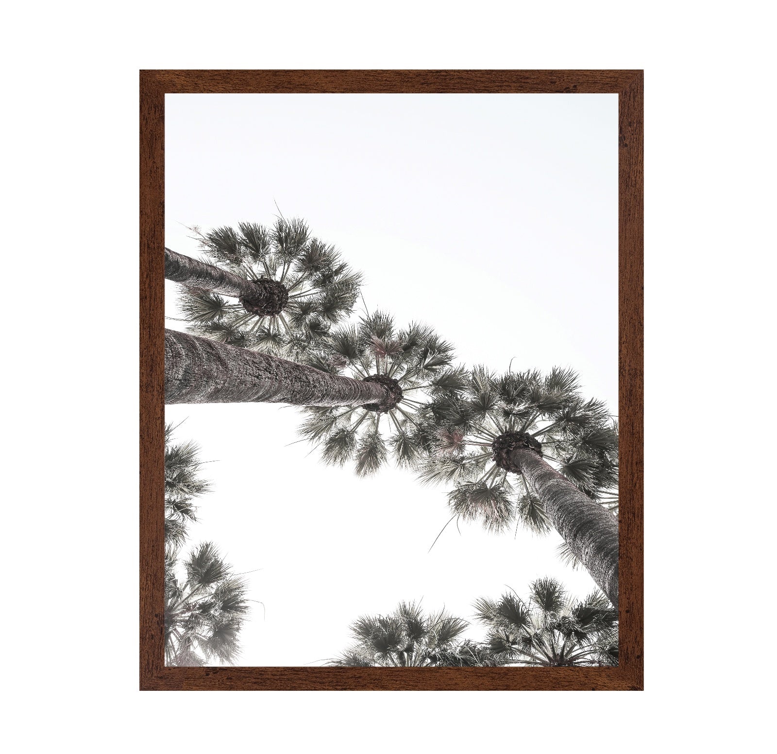 Palm Sky View No3