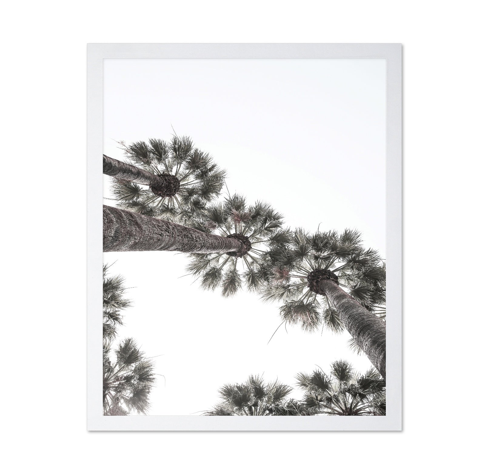 Palm Sky View No3