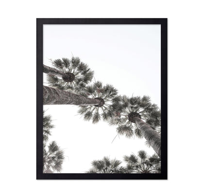 Palm Sky View No3