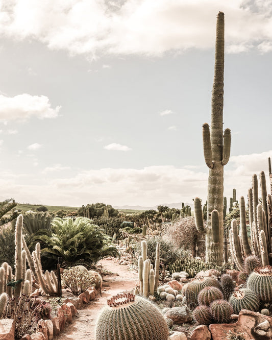 Desert Cactus Garden