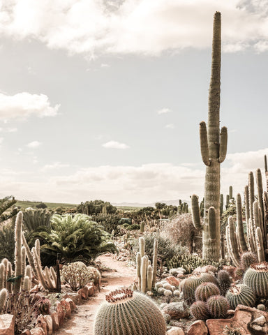 Desert Cactus Garden