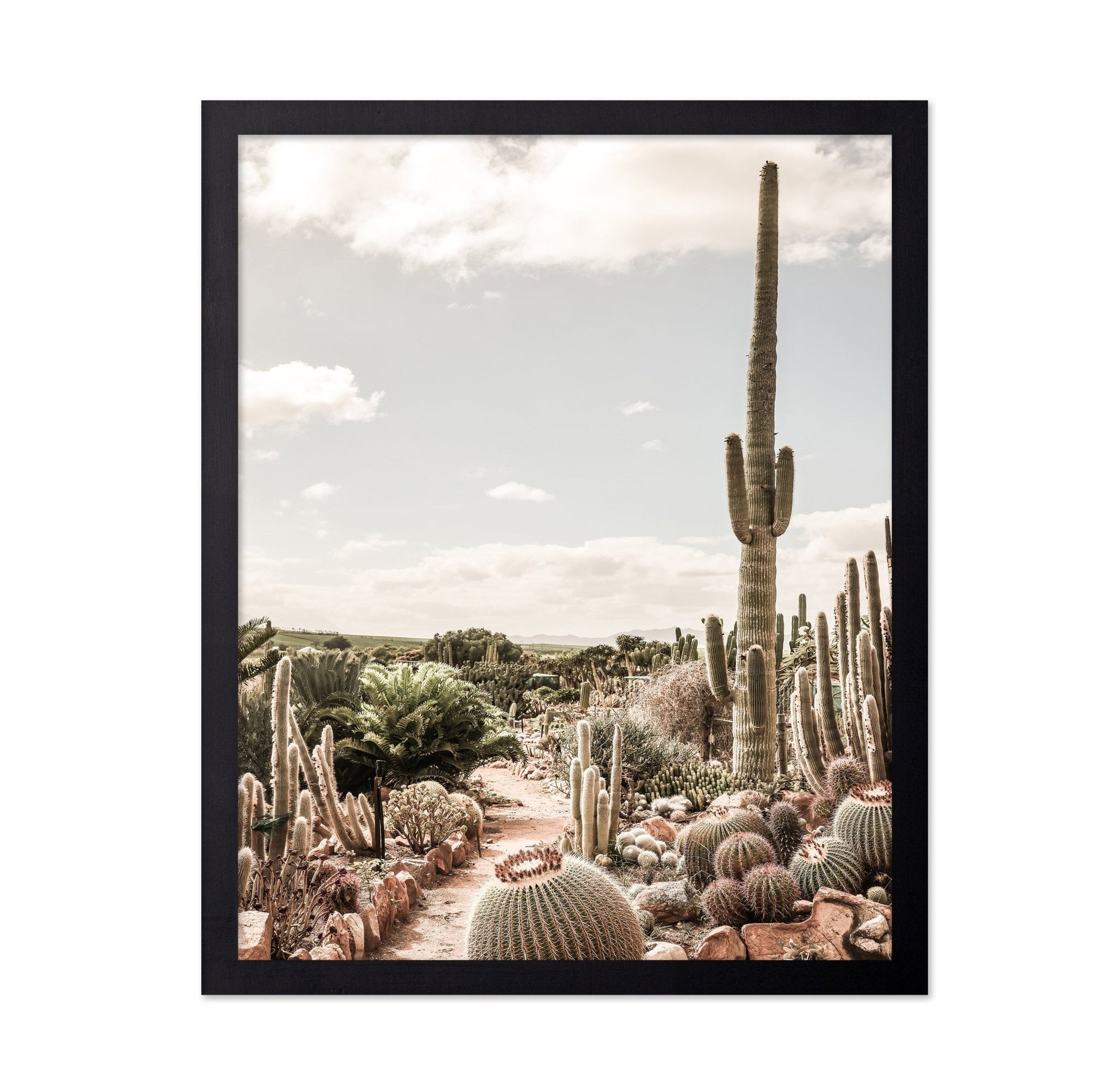 Desert Cactus Garden