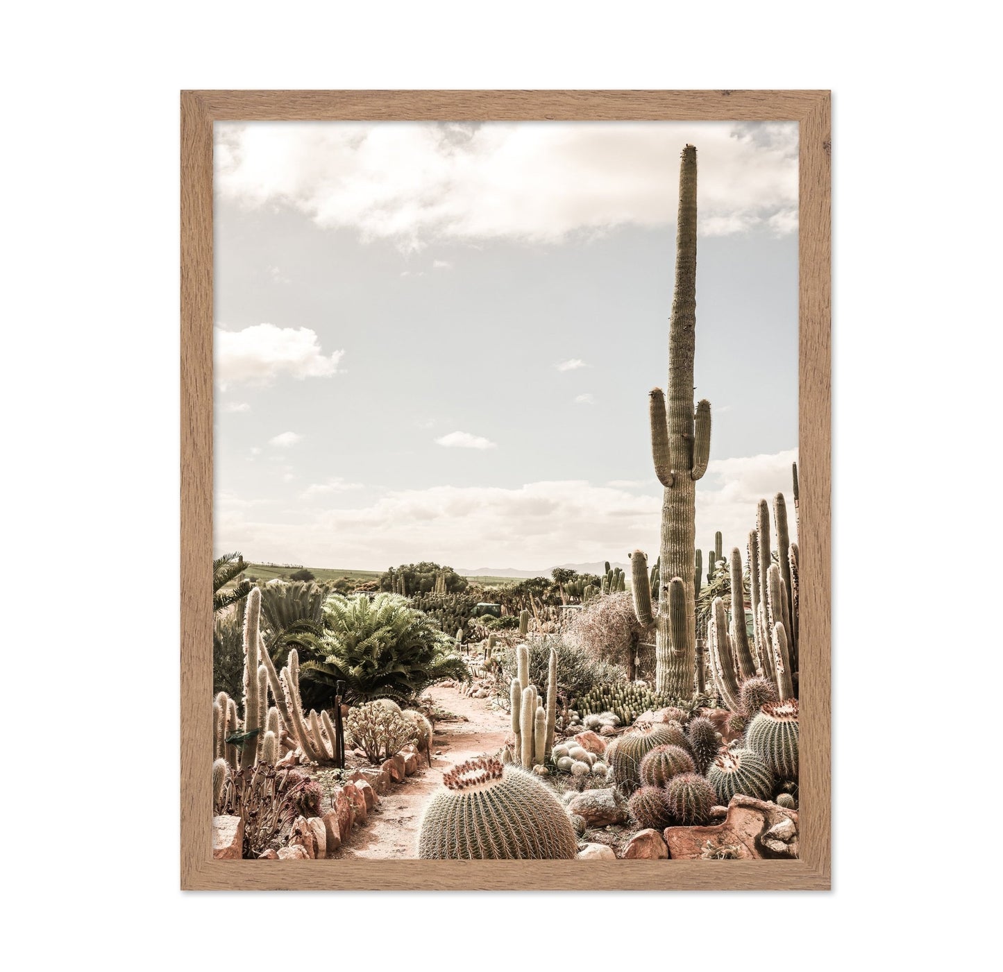Desert Cactus Garden