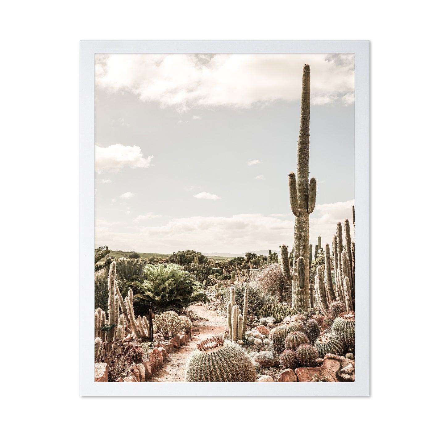 Desert Cactus Garden