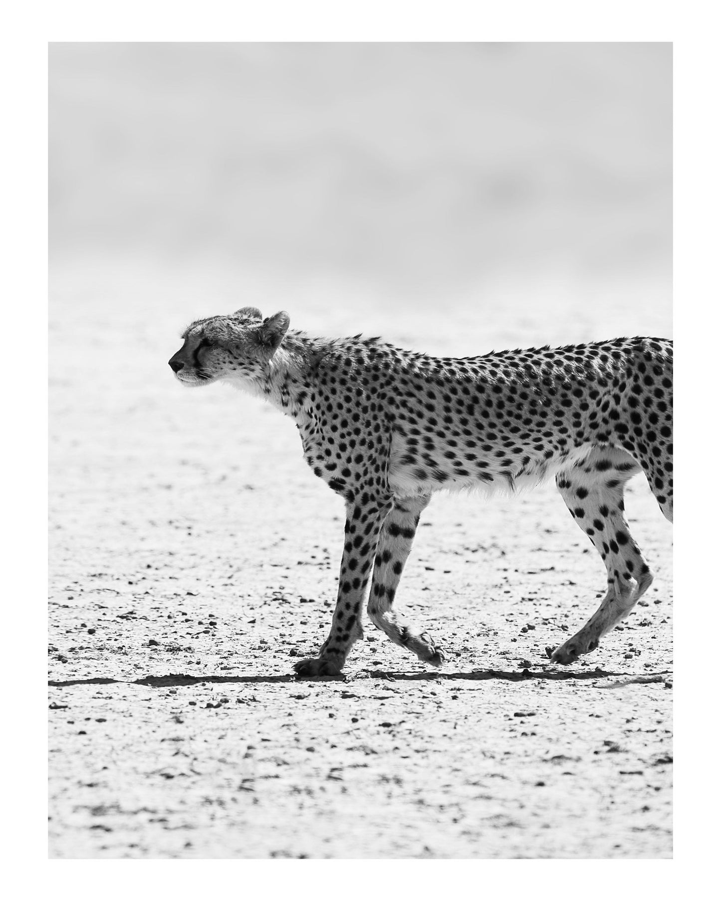Walking Cheetah
