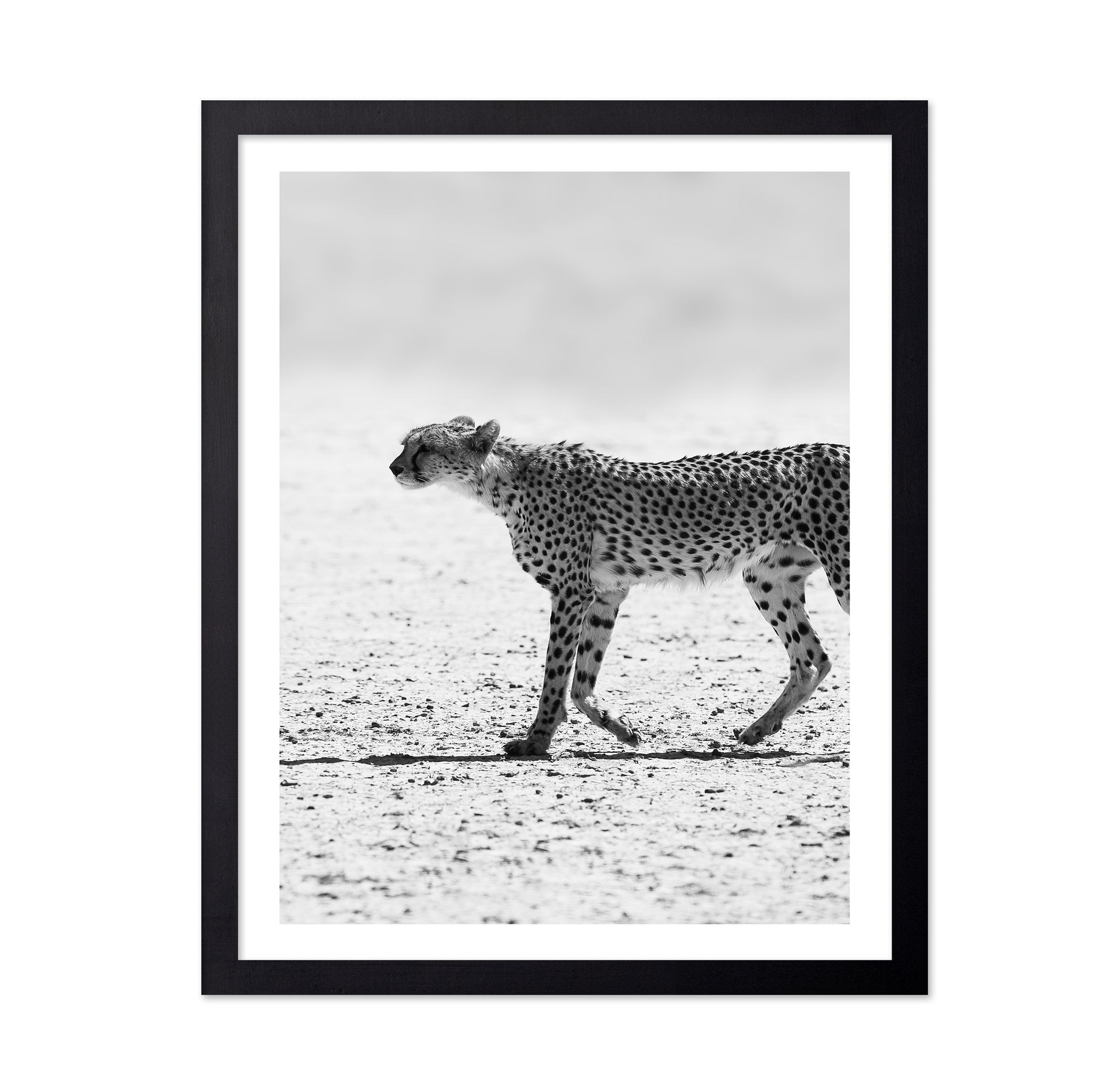 Walking Cheetah