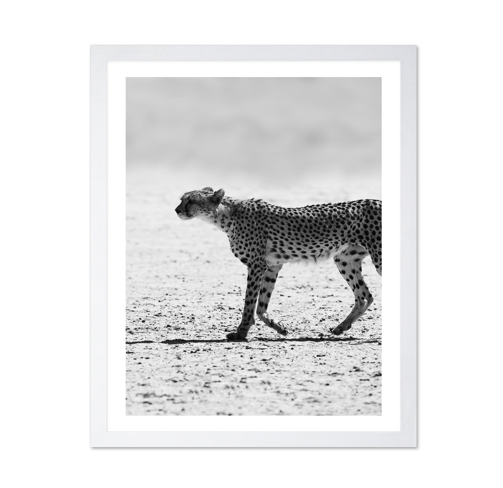 Walking Cheetah