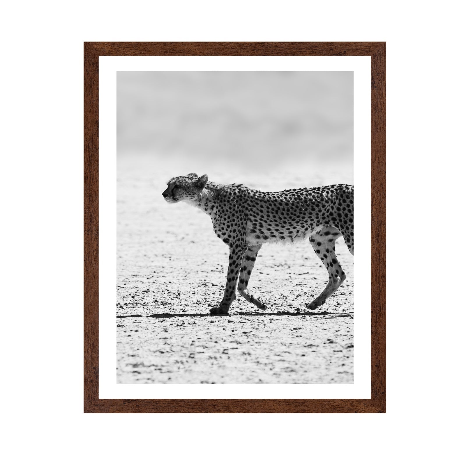 Walking Cheetah