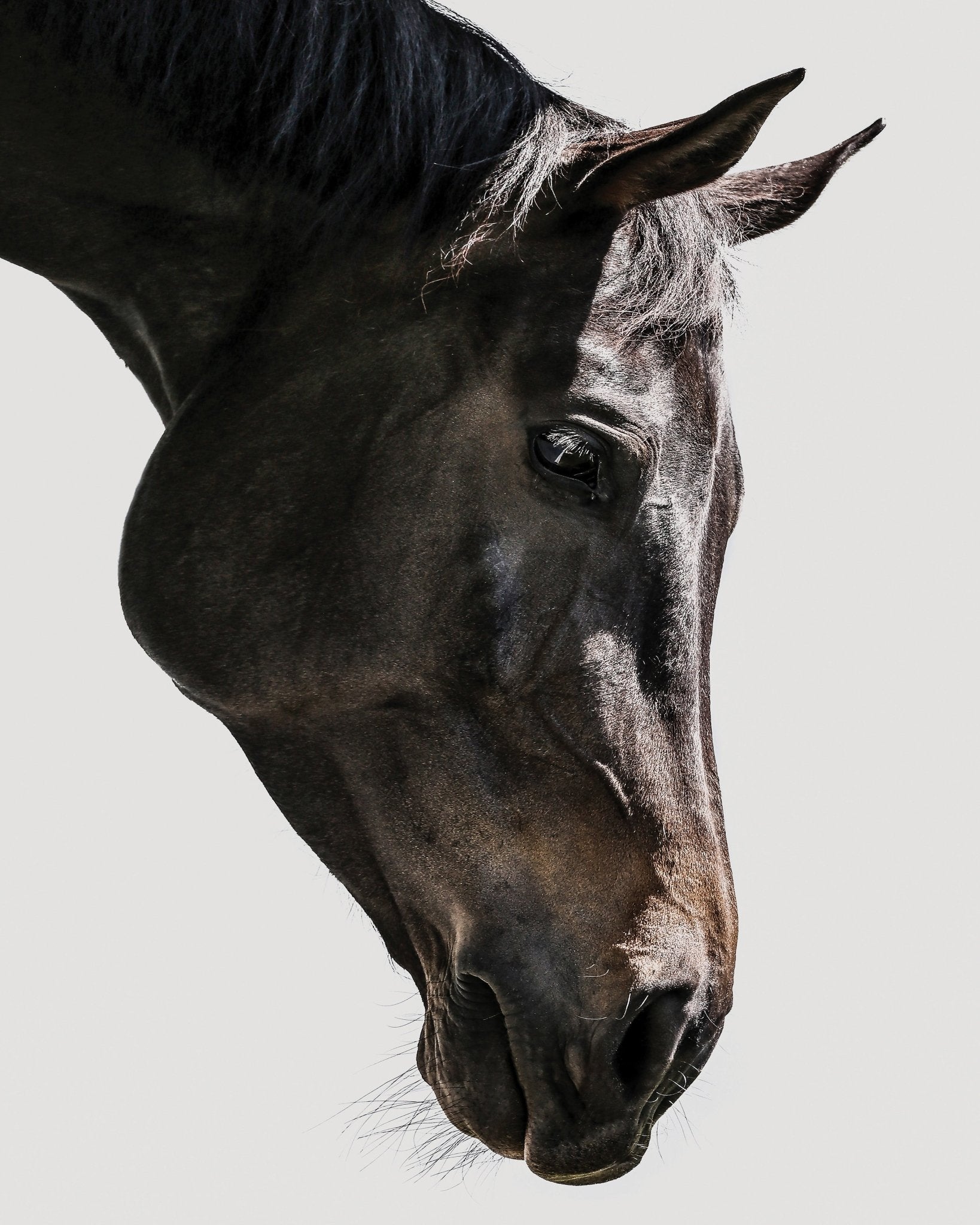 Horse Portrait Closeup No1