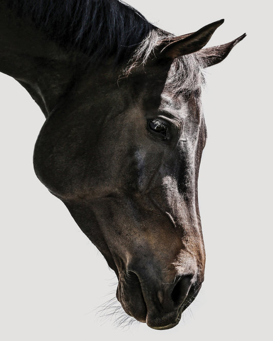 Horse Portrait Closeup No1