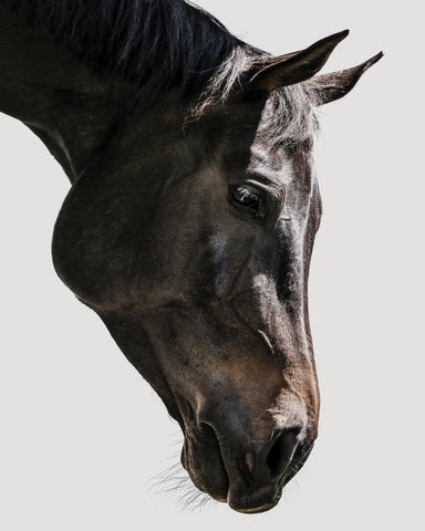 Horse Portrait Closeup No1