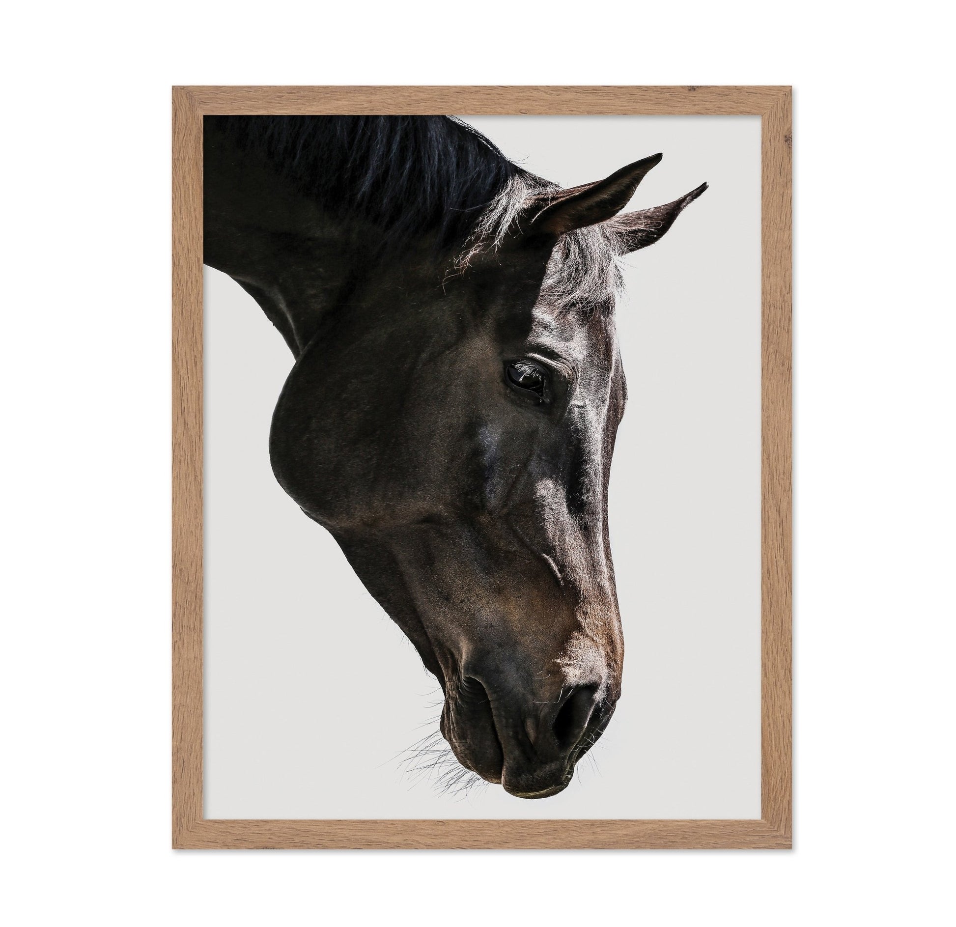 Horse Portrait Closeup No1