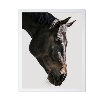 Horse Portrait Closeup No1