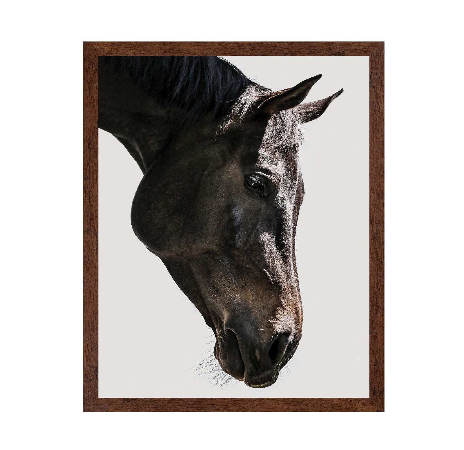 Horse Portrait Closeup No1