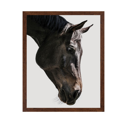 Horse Portrait Closeup No1