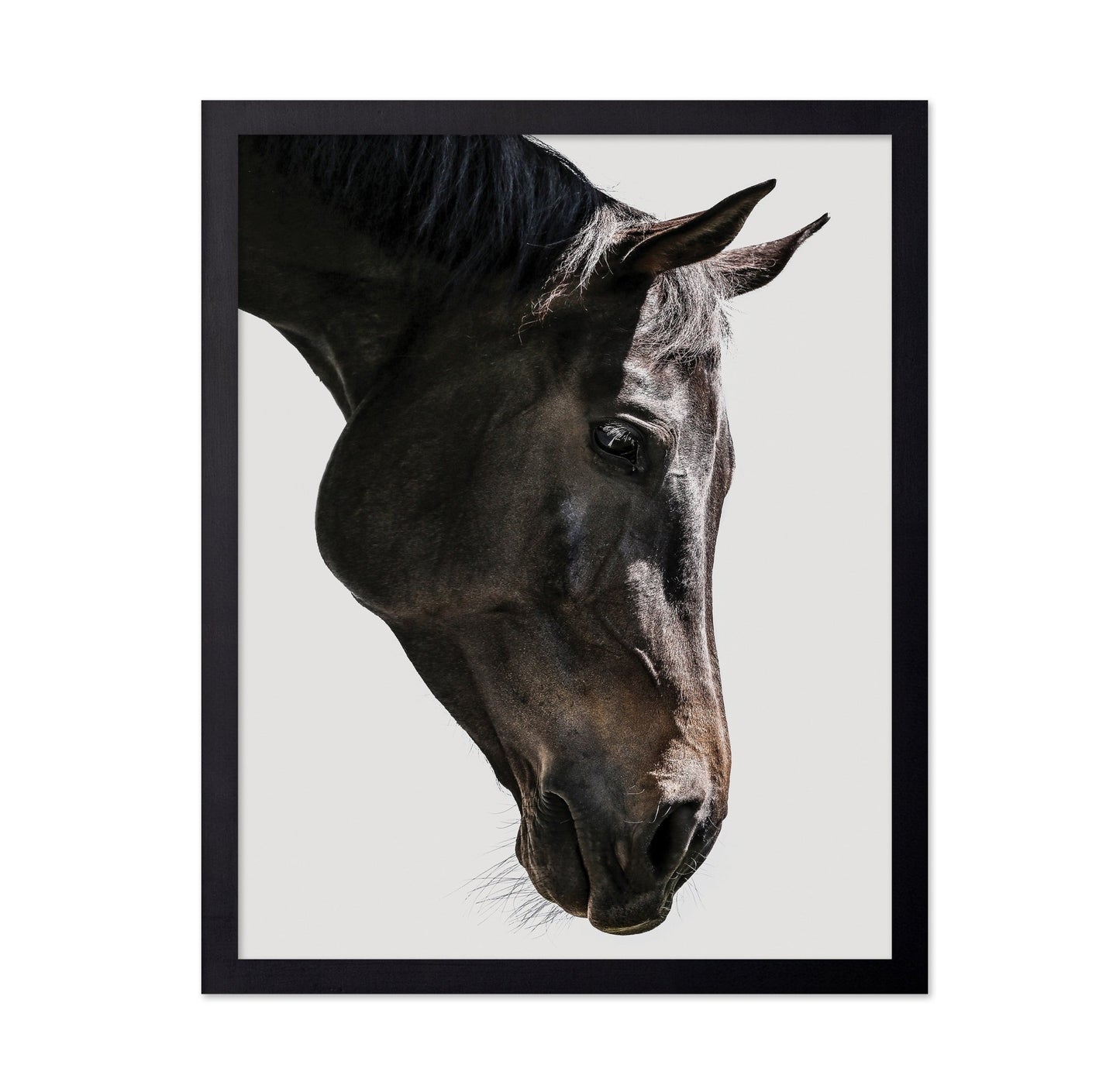 Horse Portrait Closeup No1