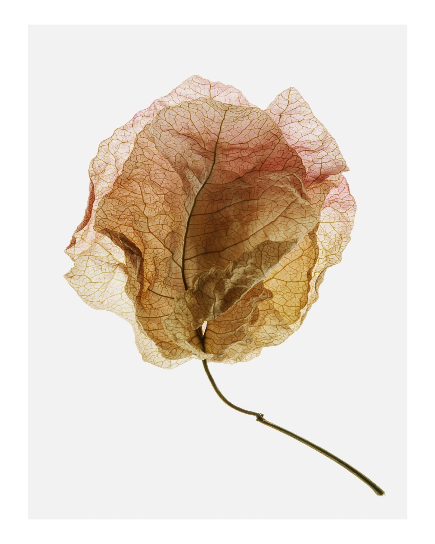 Dried Petal Texture