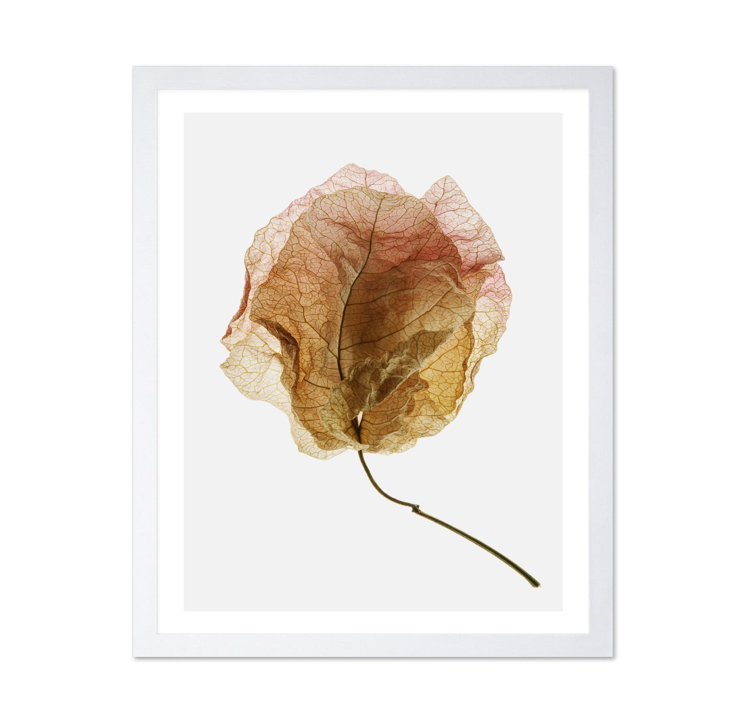Dried Petal Texture
