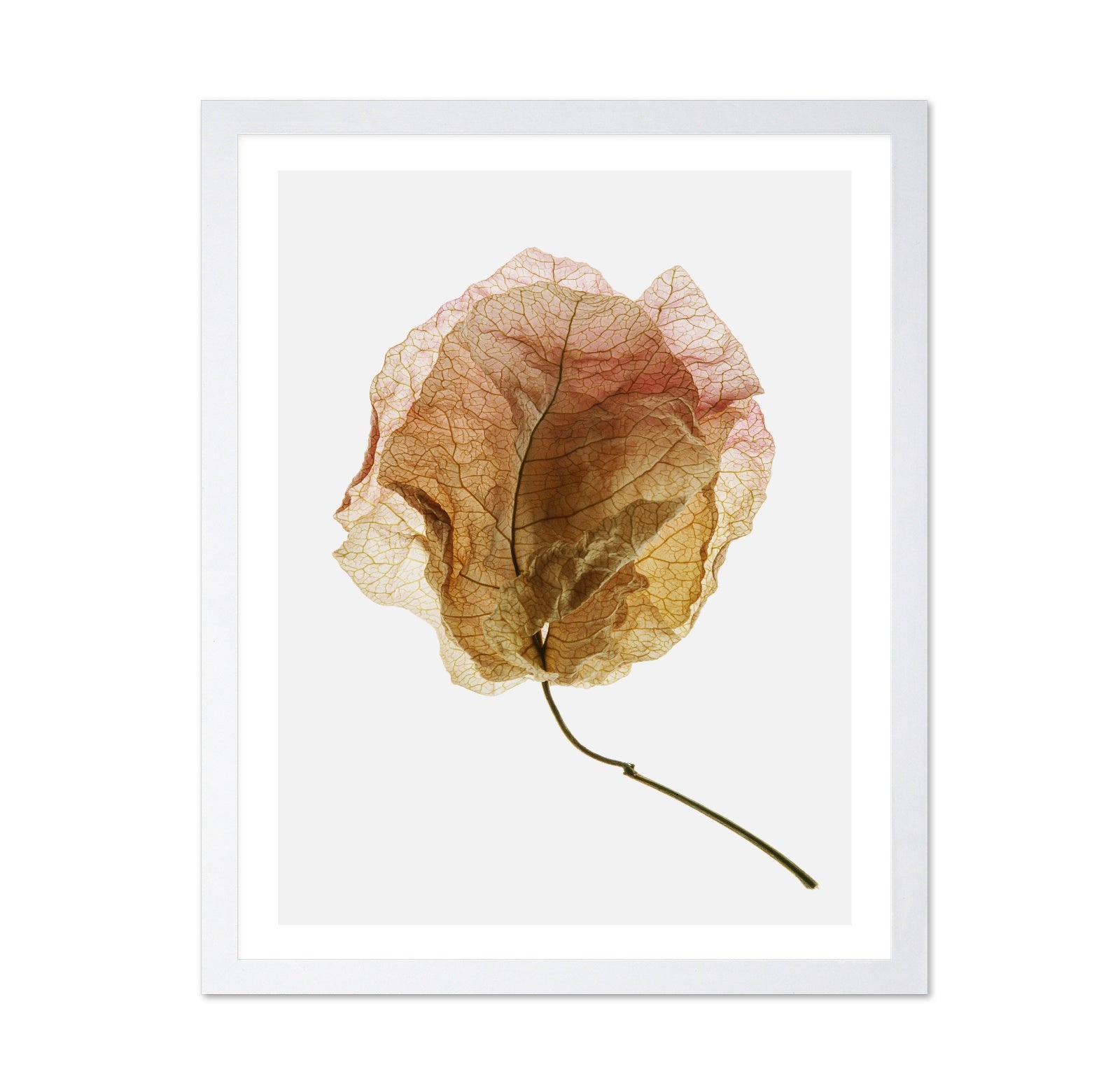 Dried Petal Texture