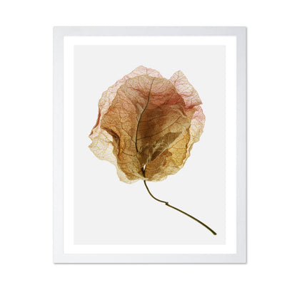 Dried Petal Texture