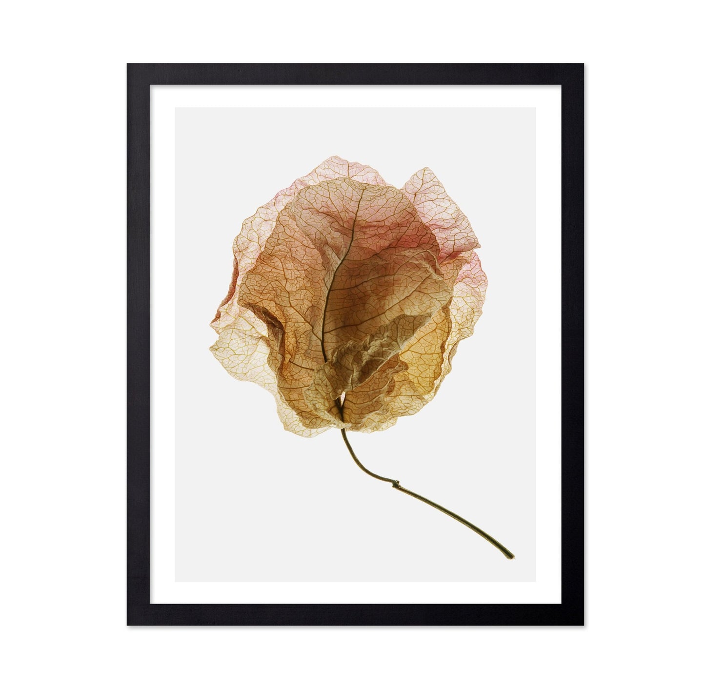 Dried Petal Texture