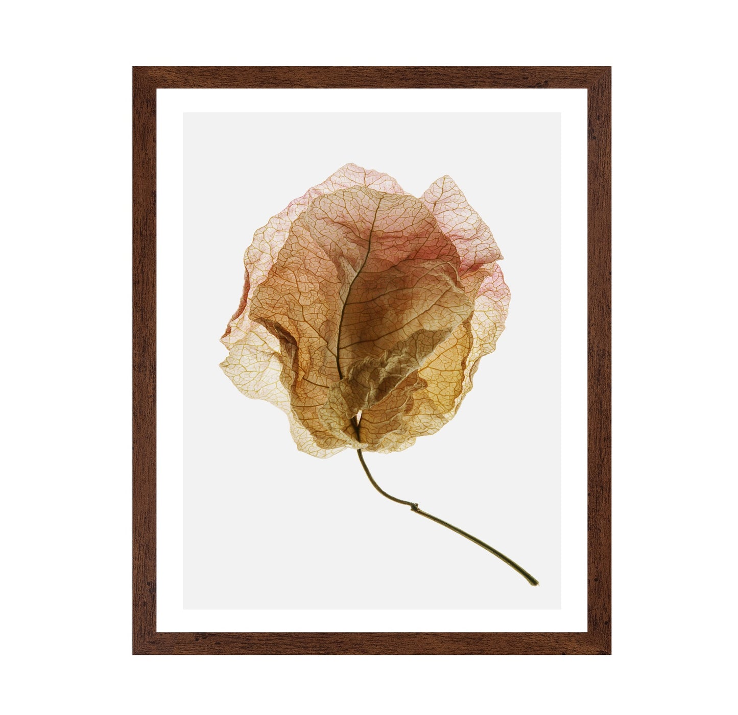 Dried Petal Texture
