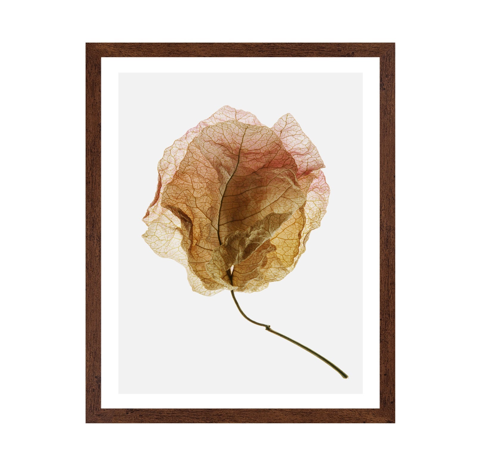 Dried Petal Texture