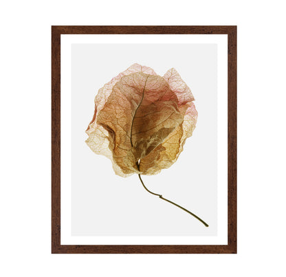 Dried Petal Texture