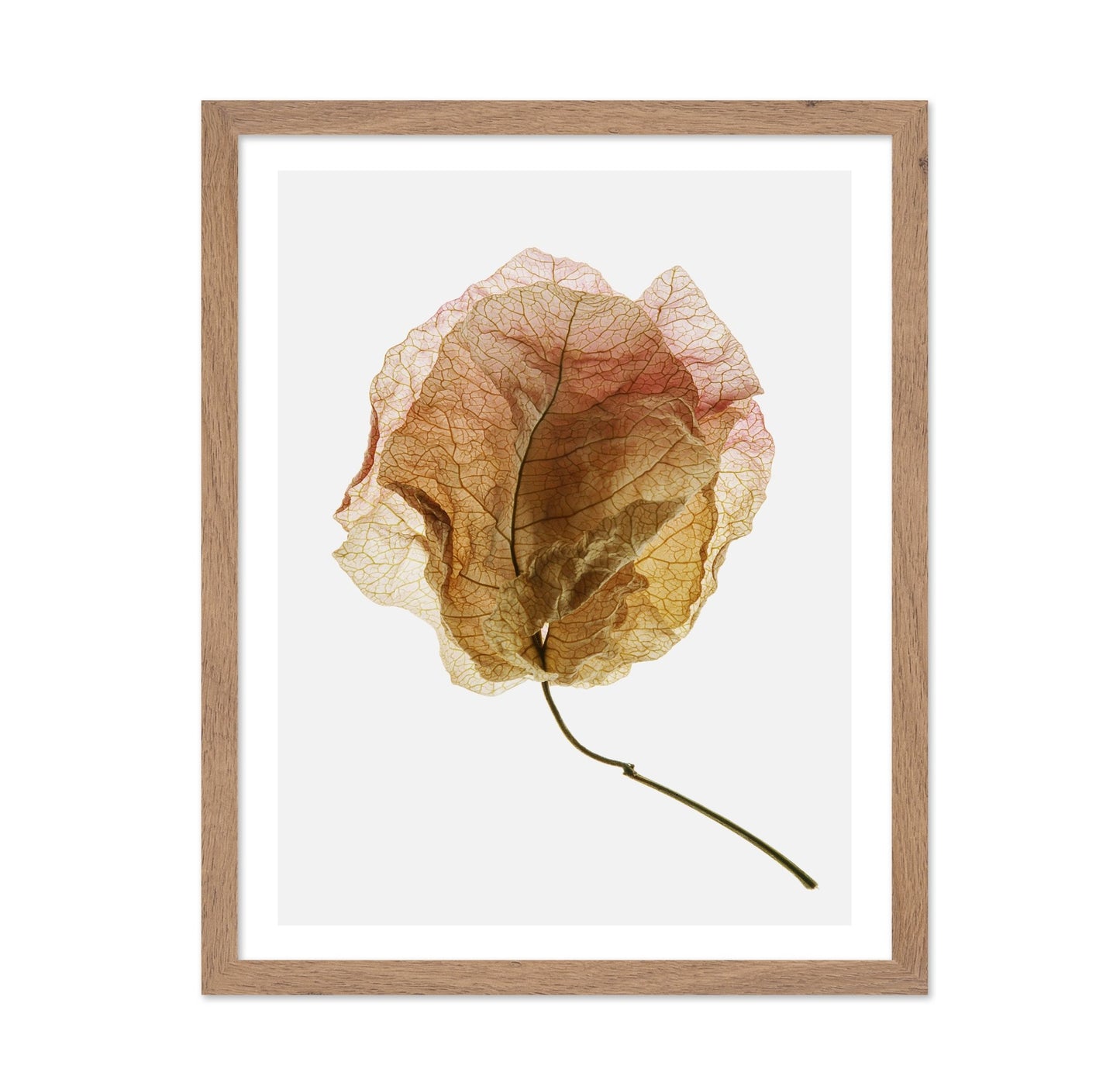 Dried Petal Texture
